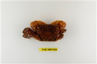 藏品(福曼新脹蟹)的圖片